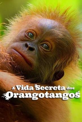 Filme A Vida Secreta dos Orangotangos - Torrent